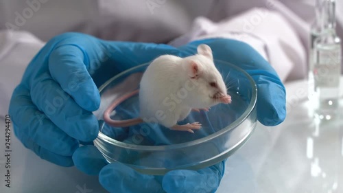 Small experimental mouse is on the laboratory researcher's hand