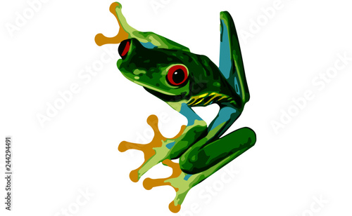Fototapeta Naklejka Na Ścianę i Meble -  Red Eyed Tree Frog