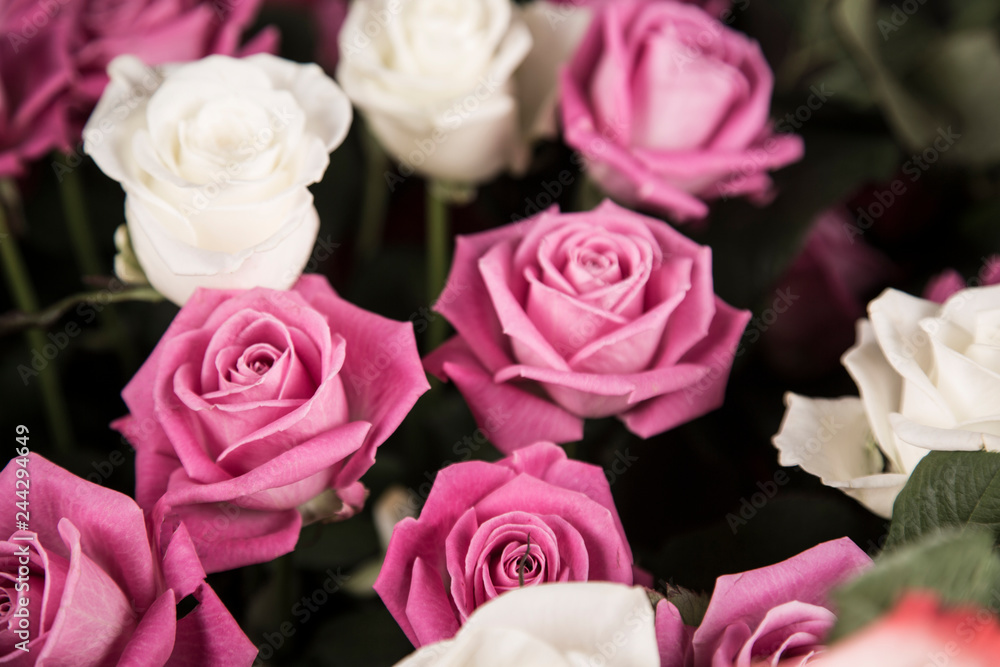 A bouquet of white and pink roses for a Valentine's gift. A bouquet of white and pink roses for a Valentine's gift.