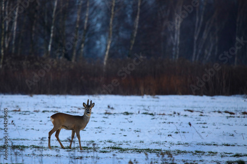 Fototapeta Naklejka Na Ścianę i Meble -  Sarny