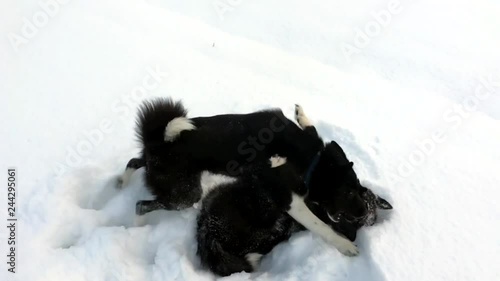 Northern dogs play in the snow. The Breed Is The Russo European Laika. photo