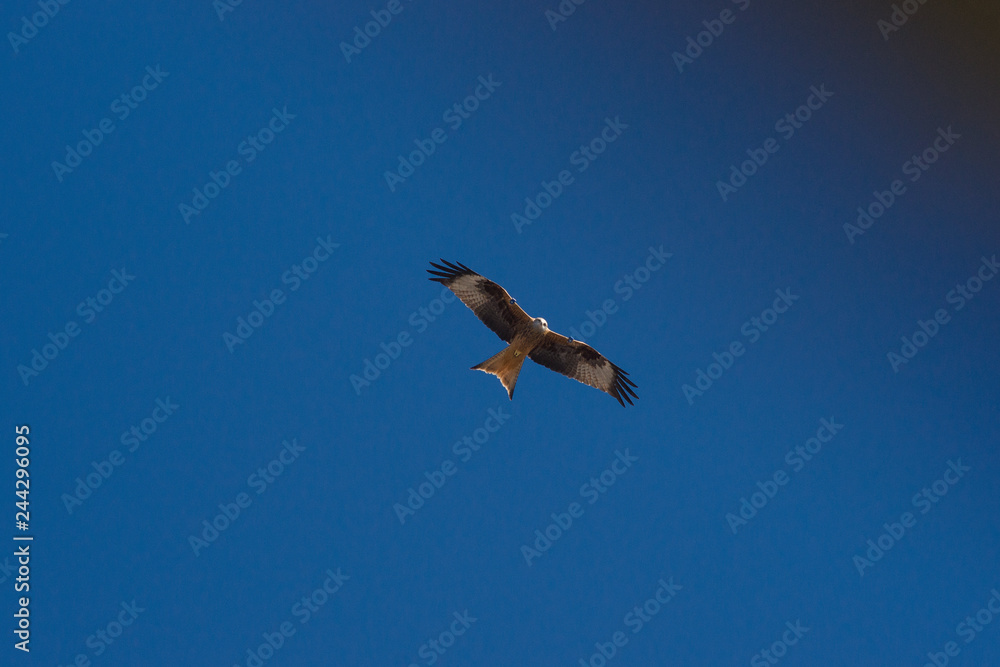 Obraz premium parco amiata