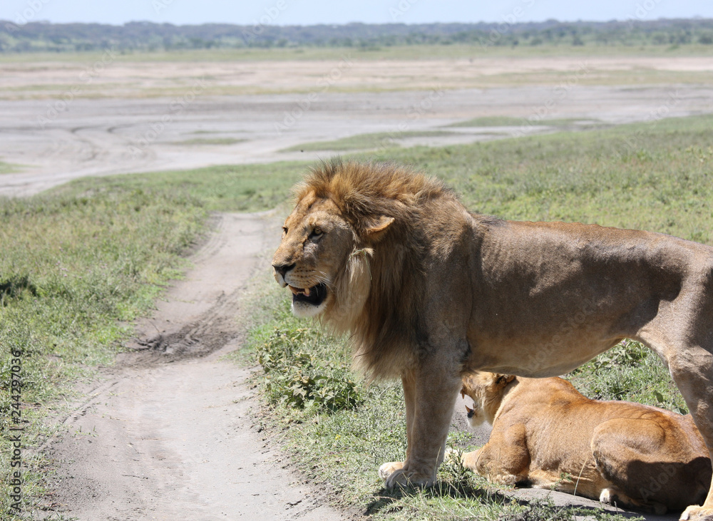 Fototapeta premium Coppia Leone e leonessa