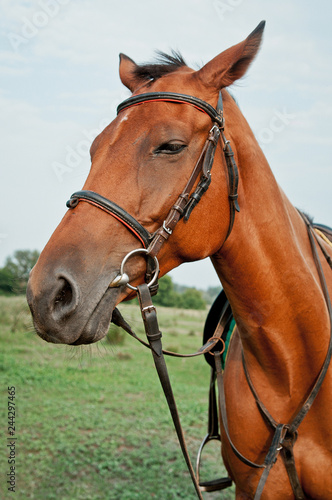 Beautiful brown horse close up. Horse in nature. Horse head portrait