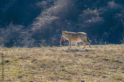 monte amiata photo