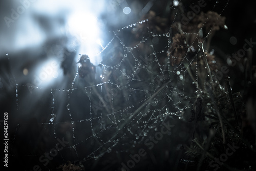 Spider web with dew drops close-up. Natural background, night scene. Cobweb ,spiderweb with water drop