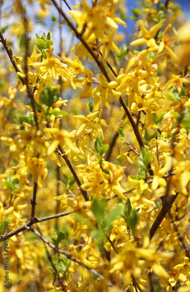 blooming forsythia in spring on a sunny day. blooming forsythia in spring on a sunny day.