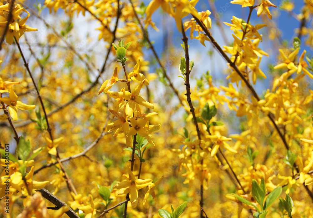 blooming forsythia in spring on a sunny day. blooming forsythia in spring on a sunny day.