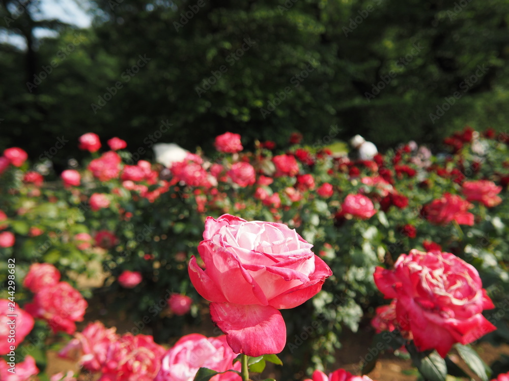 川崎市生田バラ園 5月開演期 Stock Photo Adobe Stock