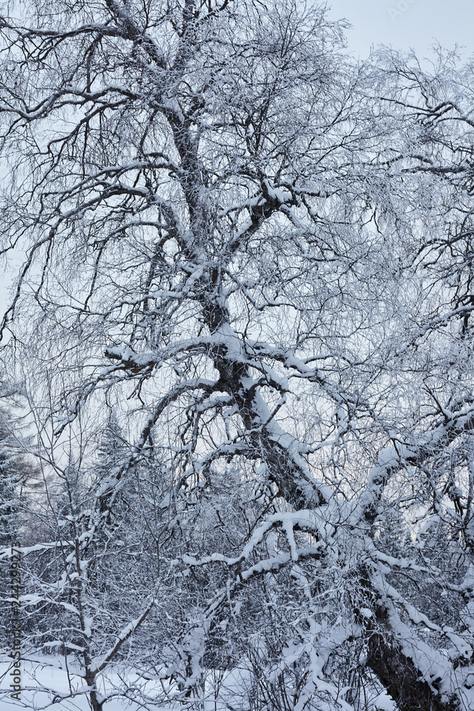 Fairy Winter Forest in Zyuratkul National Park.