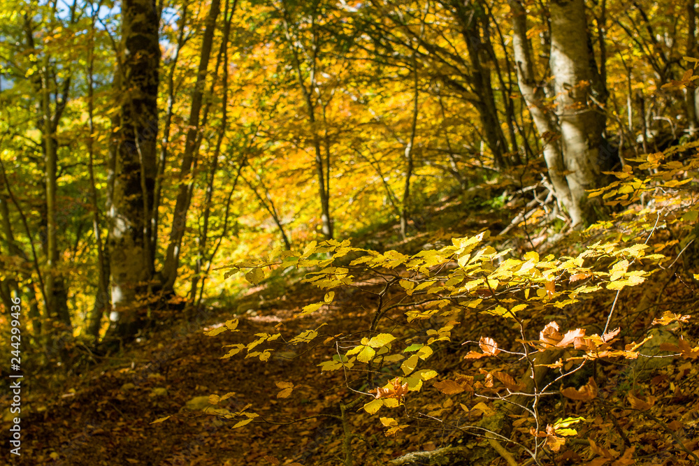 Obraz premium parco nazionale Abruzzo