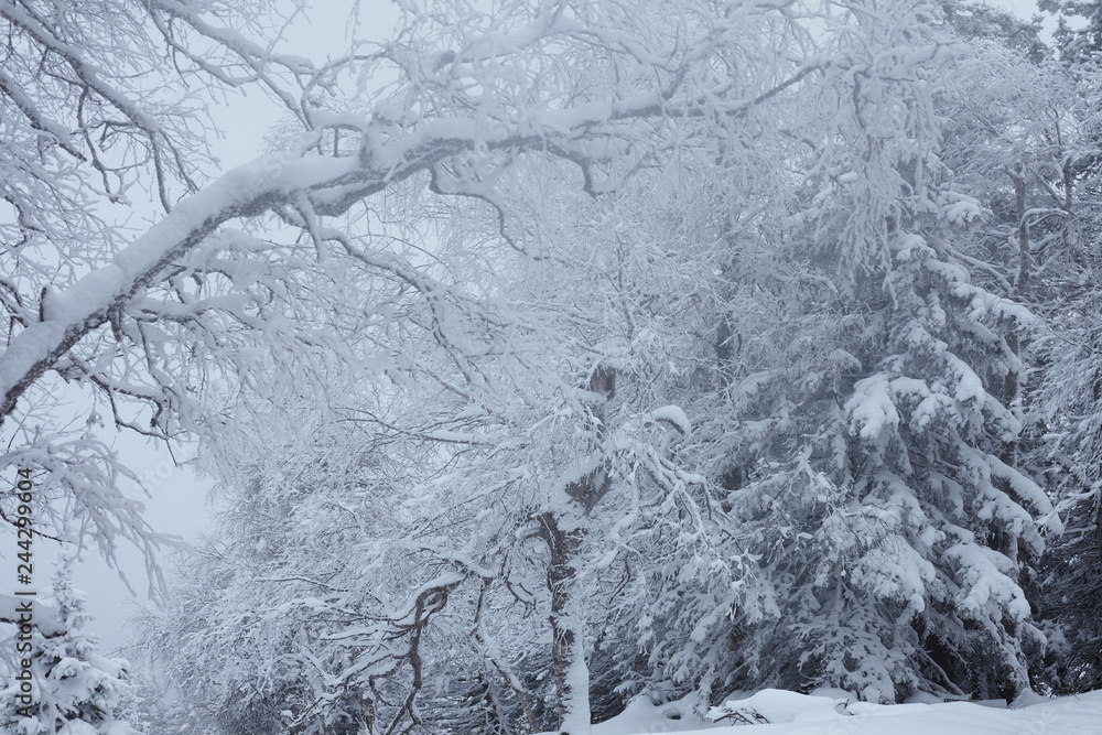 Fairy Winter Forest in Zyuratkul National Park. Fairy Winter Forest in Zyuratkul National Park.