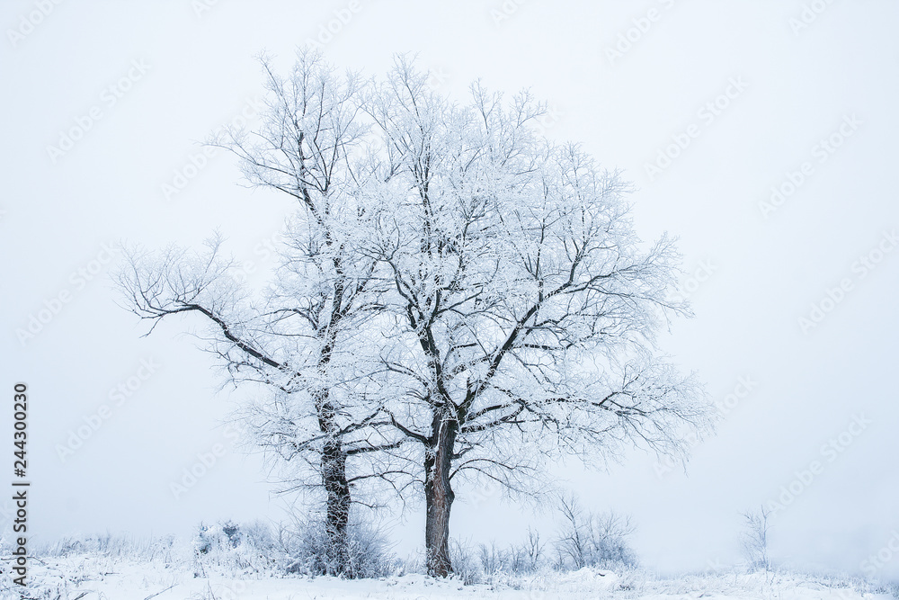 stylish beautiful nature in winter in a park on the nature stylish beautiful nature in winter in a park on the nature
