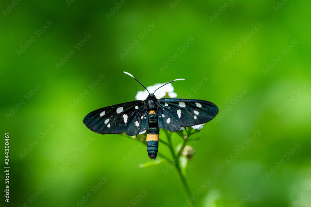 Naklejka premium Weißfleck Widderchen