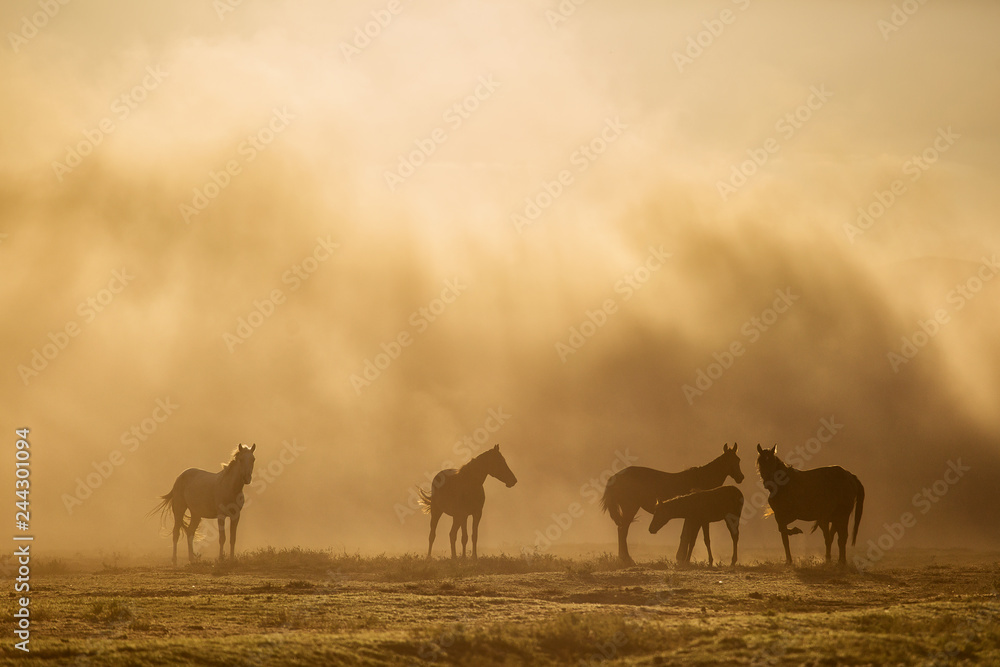 Landscape of wild horses running at sunset with dust in background.