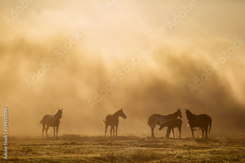 Obraz na płótnie Landscape of wild horses running at sunset with dust in background. w salonie