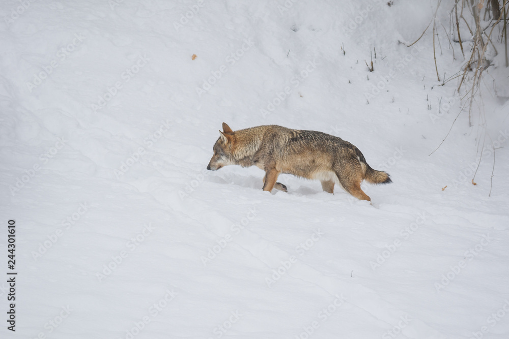 Naklejka premium abruzzo