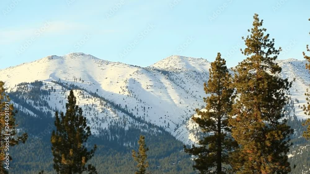 Pan of Pine Trees with Snow Capped Mountains in Afternoon Light with Shallow Depth of Field. Pan of Pine Trees with Snow Capped Mountains in Afternoon Light with Shallow Depth of Field.