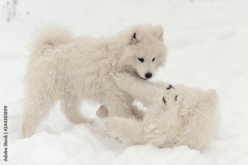 Samoyeds play in the forest in winter Samoyeds play in the forest in winter