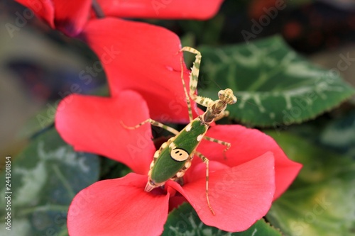 Mantis Creobroter nebulosa on colors photo