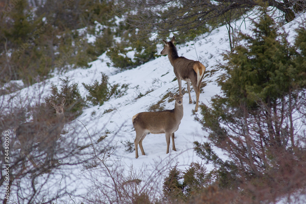 Naklejka premium abruzzo