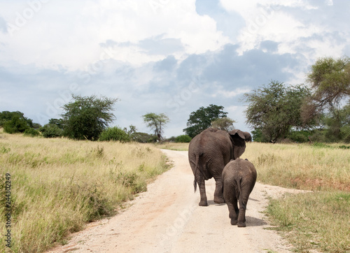 Elefanti sul sentiero, Tanzania