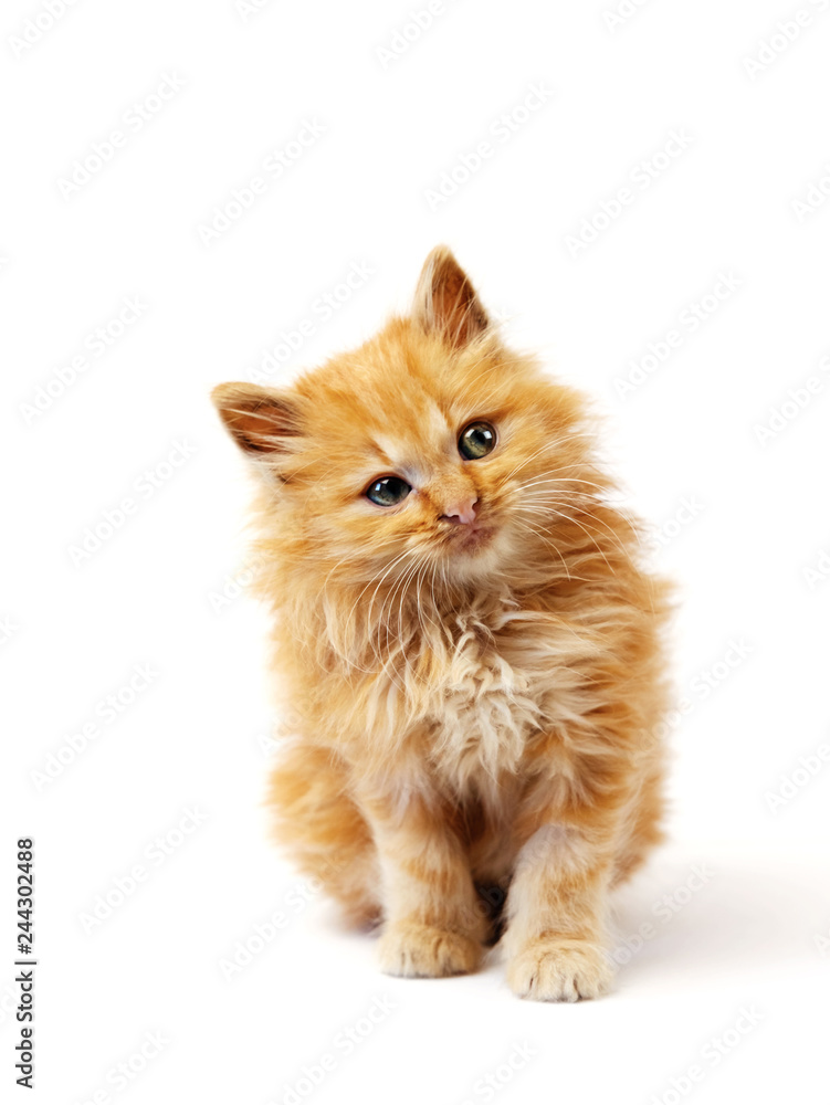Red kitten Red kitten