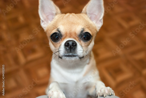 Chihuahua attentively looks into the camera © Svetlana