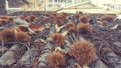 지붕위의 밤송이