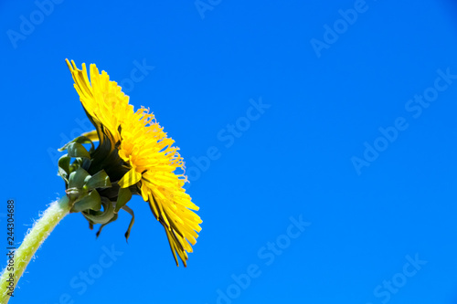 Fototapeta Naklejka Na Ścianę i Meble -  Dandelion flower under blue sky