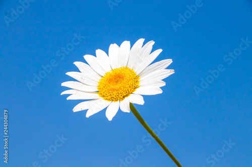 Daisies under blue sky