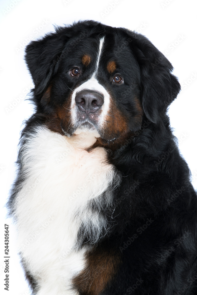 bernese mountain dog closeup portrait