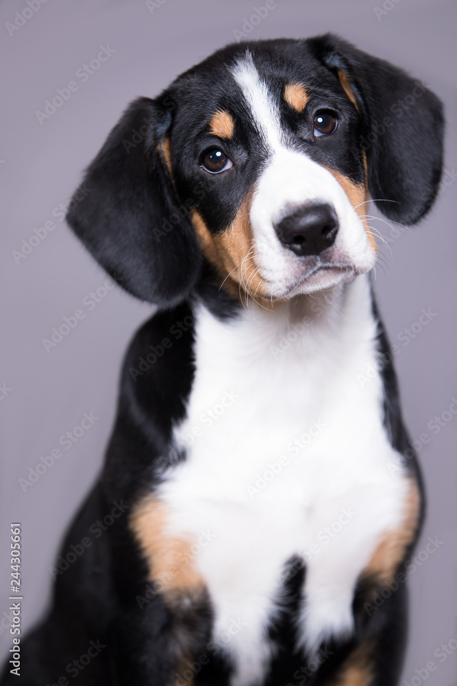 Entlebucher Mountain Dog puppy Entlebucher Mountain Dog puppy