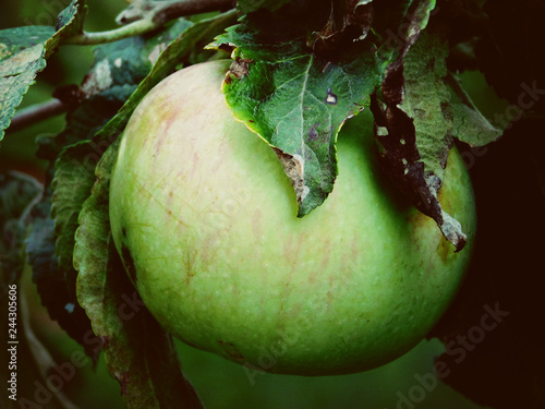 apple on tree