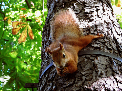 squirrel on tree