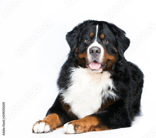 bernese mountain dog closeup portrait photo