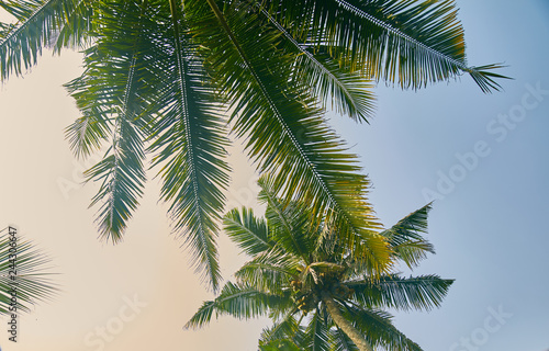 the tops of the trees. palm trees looking up at the sky. close up. Sri lanka