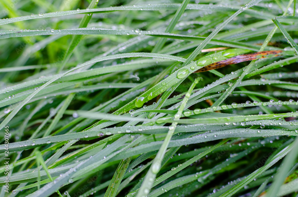 Closeup of grass wet with morning dew Closeup of grass wet with morning dew