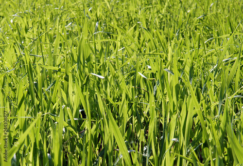 Fresh sweetgrass Hierochloe photo