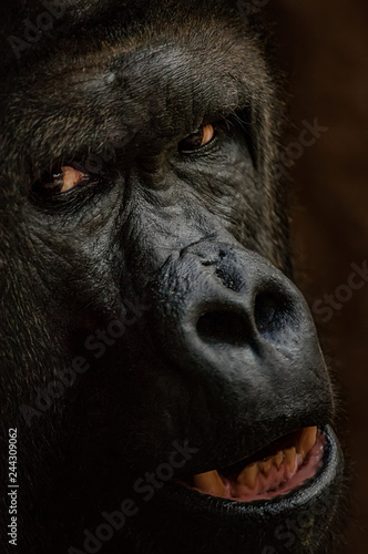 Gorilla face from closeup. Staring danger animal. Closeup big ape.