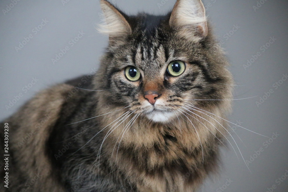 Katzenfotografie Katzenfotografie
