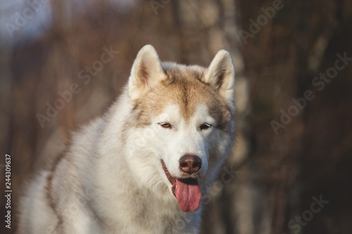Beautiful and free Beige dog breed Siberian Husky sitting in the late autumn forest on sunny day