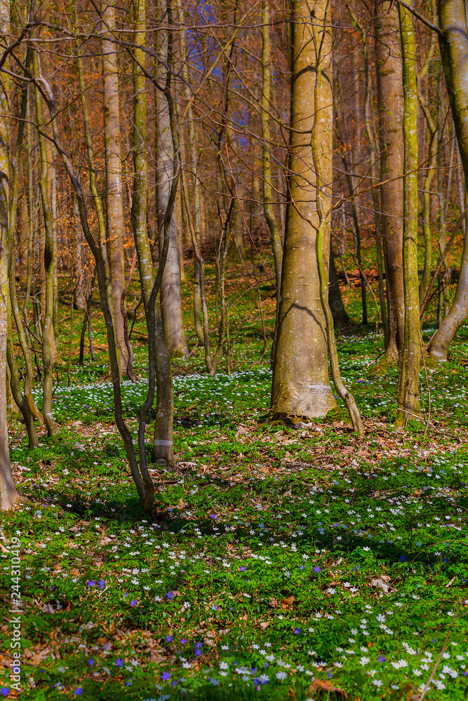 Wald Natur Wald Natur