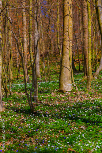 Wald Natur