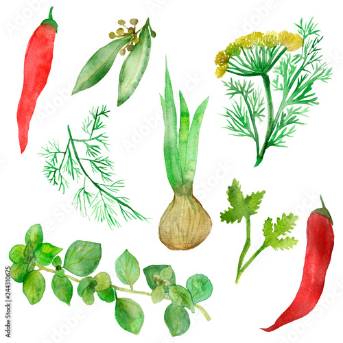 Watercolor painting, a set of herbs: coriander, marjoram, fennel, Laurel, onion with green arrows and red chili pepper isolated on white background , for beautiful menu design, shopping bags, posters 