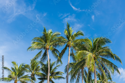 Wallpaper Mural Coconut Palm tree with blue sky,beautiful tropical background Torontodigital.ca