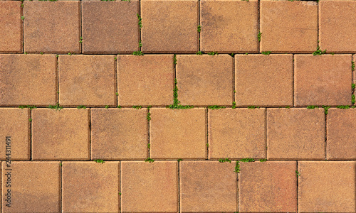 Wallpaper Mural pattern of terracotta paving slabs with grass in joints Torontodigital.ca