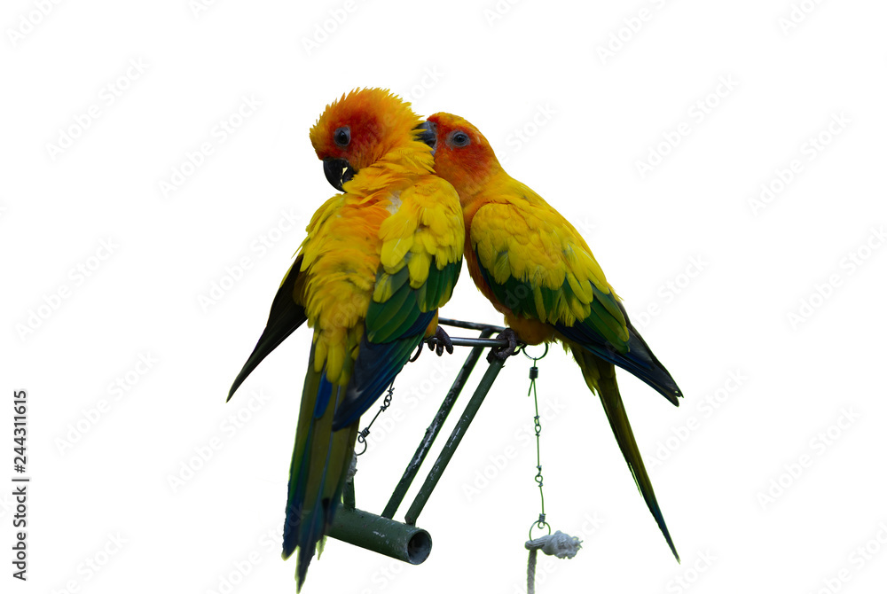 Isolated of lovely Sun conure parrot with chain