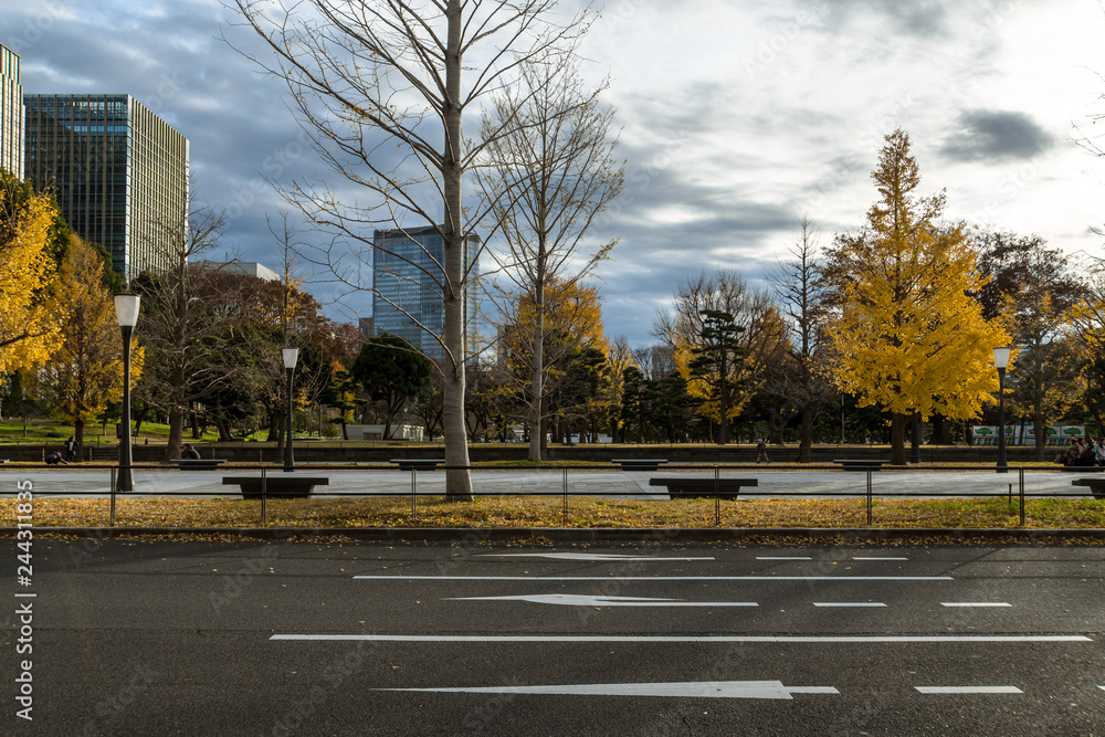 冬の東京大手町　公園のイチョウと高層ビル群２