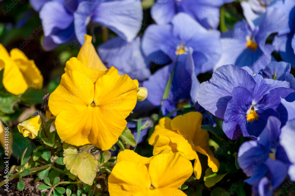 Close-up of colored pansy flowers.